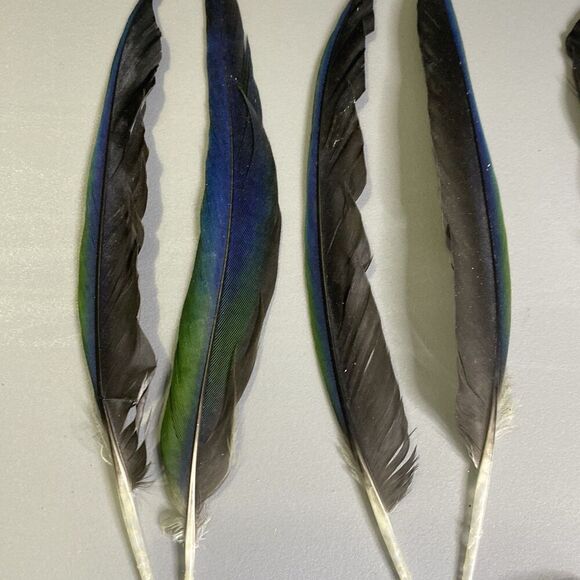 Nanday Conure Parrot Feathers Green Blue Black Mixed Naturally Molted 22 Piece - Picture 3 of 8
